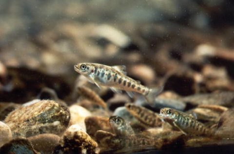 Juveniles de salmón Atlántico (Salmo salar)