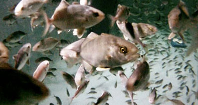 juveniles-seriola-futuna-blue
