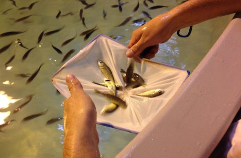 Juveniles de Seriola lalandi