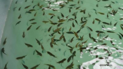OP Del Pesce annuncia la prima semina di ricciole presso l’impianto di Orbetello