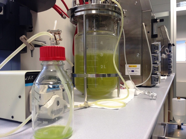 keiker-tecnalia-fotobiorreactor-microalga-chlorella