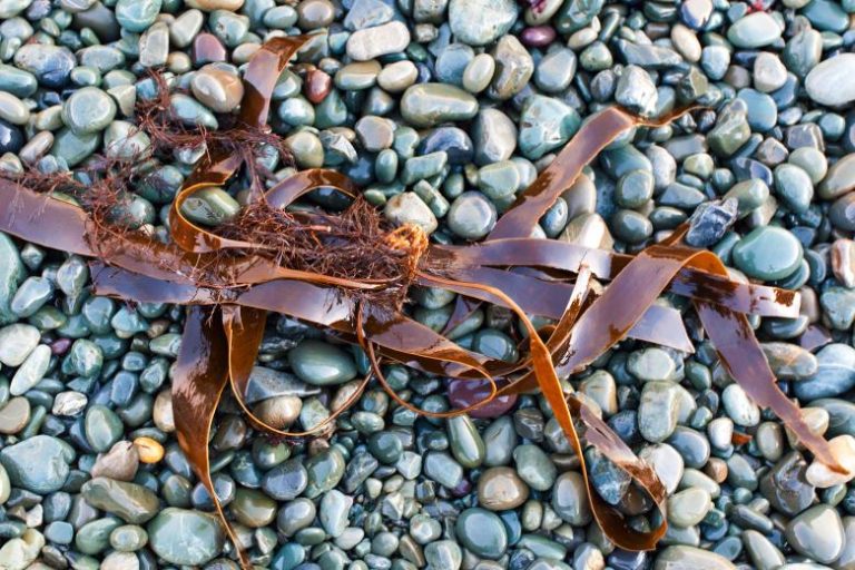 Macroalga kelp