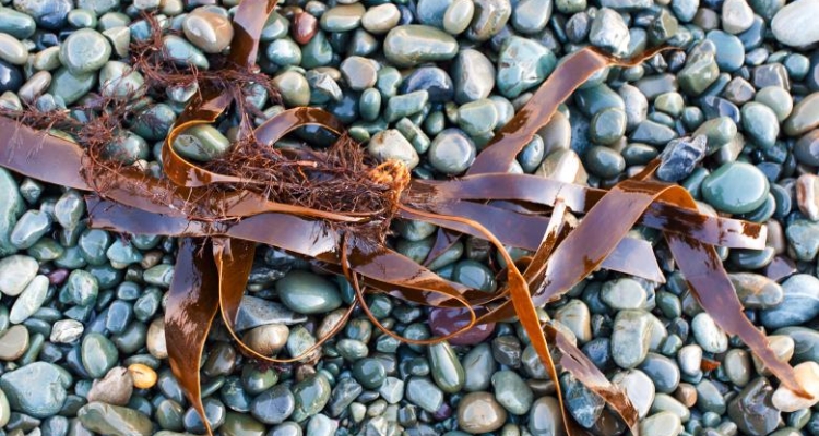 Macroalga kelp