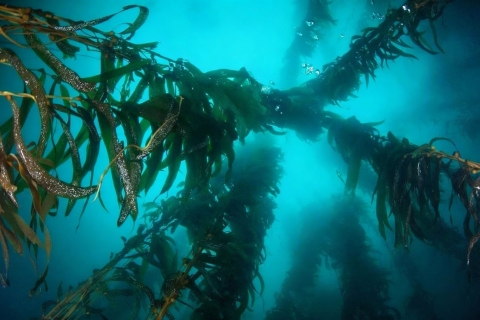 Kelp - Macrocystis pyrifera bajo el agua