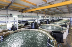 Kingfish Company consigue 75M euros de financiación para expandir el cultivo de seriola hasta las 3 500 toneladas