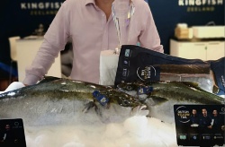 Kingfish Company reproduce su modelo de negocio para producir seriola a Estados Unidos