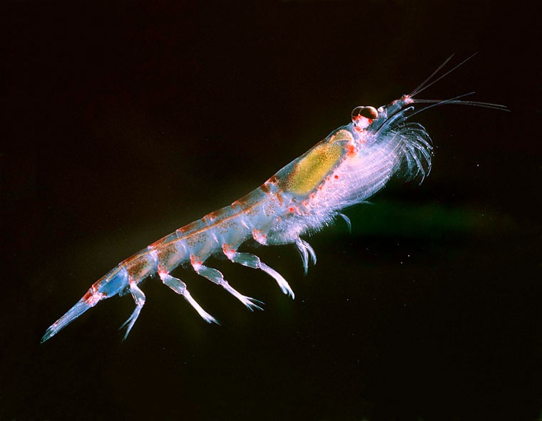 krill-euphausia-superba-wiki-760 krill-euphausia-superba-wiki-760