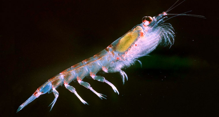 krill-euphausia-superba-wiki-760
