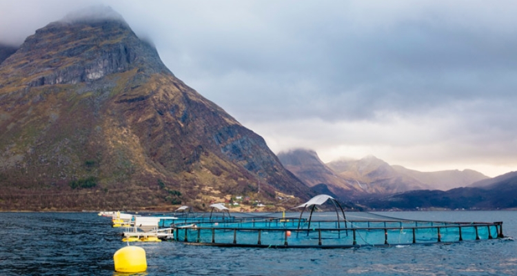Granja Kvarøy Fiskeoppdrett