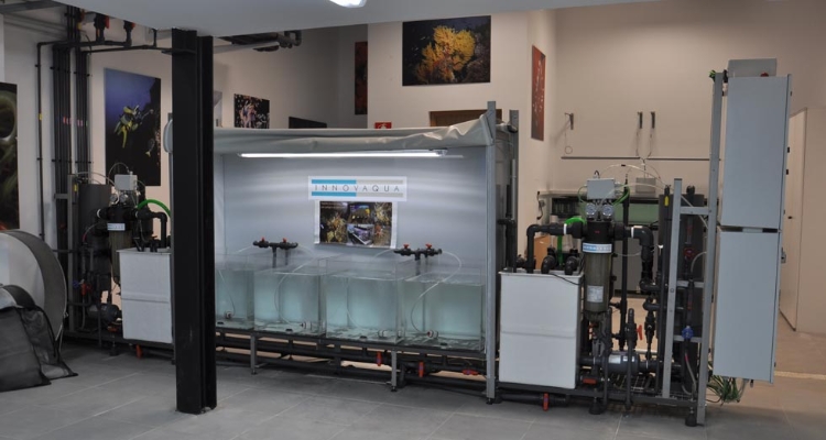 lab-acuario-sevilla-patella-ferruginea