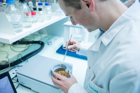 Investigaor en laboratorio Buehler con insectos