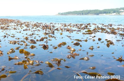 Laminarias en Galicia, César Peteiro