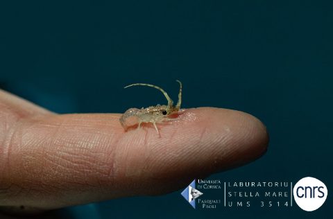 Langosta roja (Palinurus elephas) criado en las instalaciones de Stella Maris de CNRS