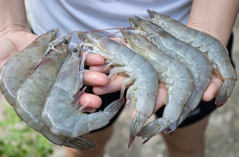 Langostino blanco tropical en manos Langostino blanco tropical en manos