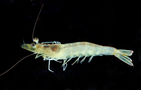 langostino-blanco-tropical