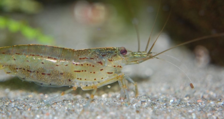 langostino-blanco-urv