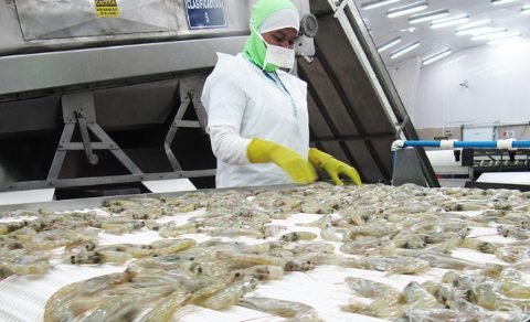 Procesado langostinos, CNA Ecuador