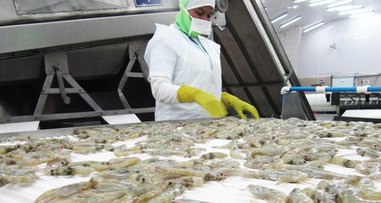 Procesado langostinos, CNA Ecuador Procesado langostinos, CNA Ecuador