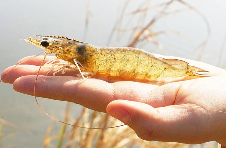 Langostino Certificado SSP Ecuador Langostino Certificado SSP Ecuador