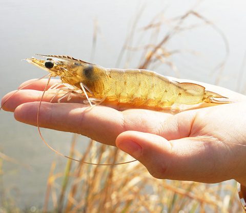Langostino Certificado SSP Ecuador