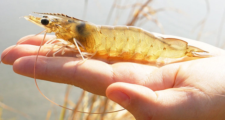 Langostino Certificado SSP Ecuador
