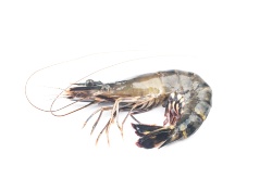 Genotipan el langostino tropical cultivado en Europa para mejorar su rendimiento