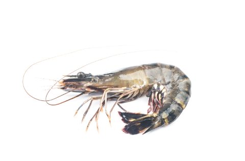 langostino en fondo blanco