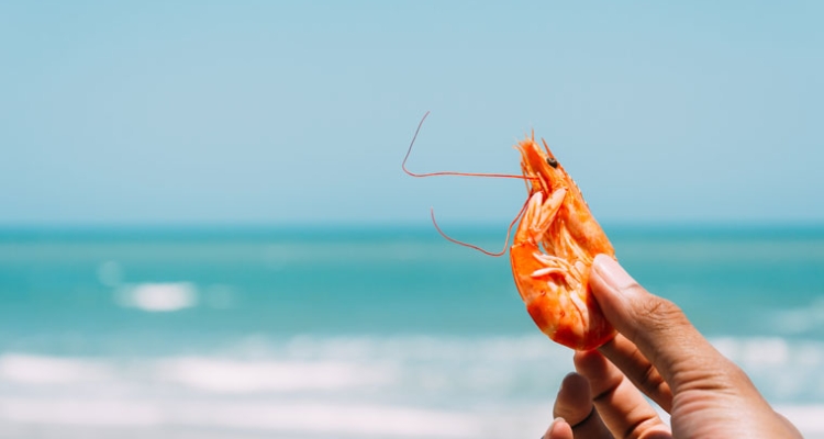 langostino-fondo-mar-760