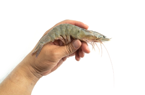 Langostino fresco en mano