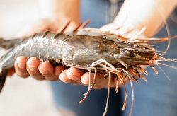 Mapean por primera vez el genoma del langostino tigre australiano
