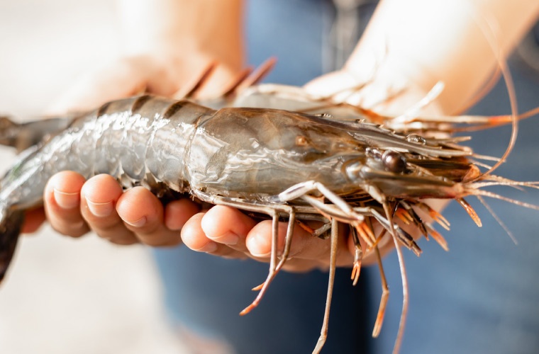 Langostino negro australiano, Universidad James Cook Langostino negro australiano, Universidad James Cook