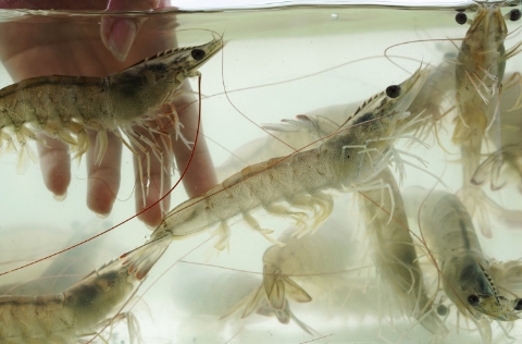 Langostinos patiblanco Pacíifico en acuario