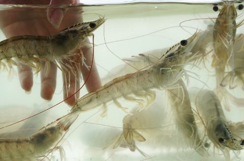 Langostinos patiblanco Pacíifico en acuario