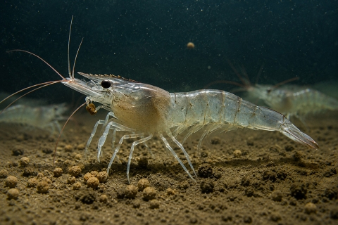 Langostino patiblanco tropical - vannamei