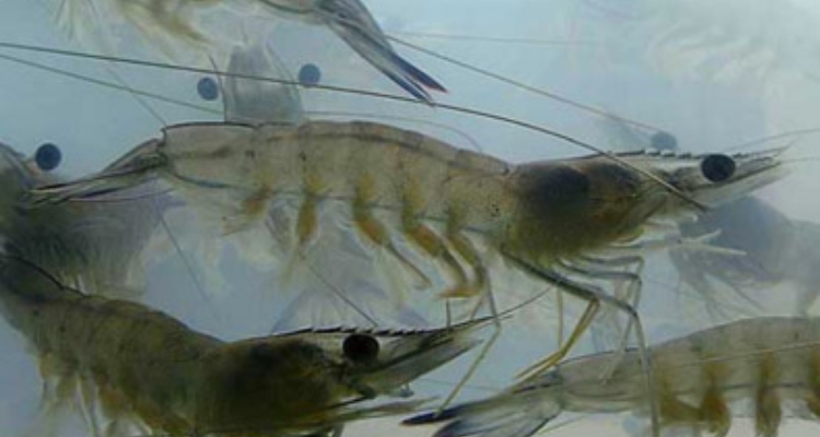 langostino-tigre