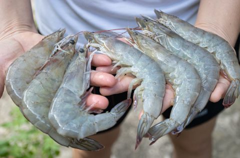 Langostinos tropicales