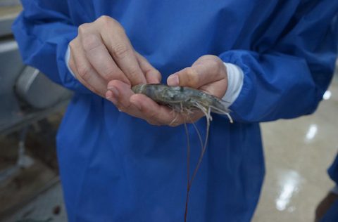 Langostino vannamei en Ecuador