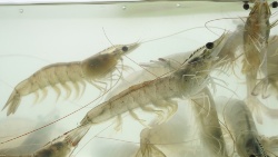 Methanotroph Bacterial Protein Emerges as Sustainable Alternative to Fishmeal in Shrimp Farming