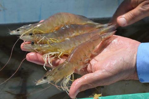 langostinos-alimentsa-ecuador-biomar