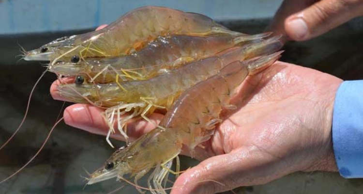 langostinos-alimentsa-ecuador-biomar