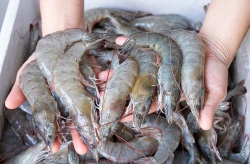 Diatomeas para mejorar el rendimiento productivo de langostinos tropicales en cultivos intensivos