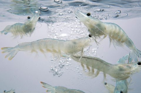 Langostinos de Noray Seafood