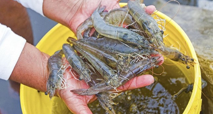 Langostinos / SANIPES