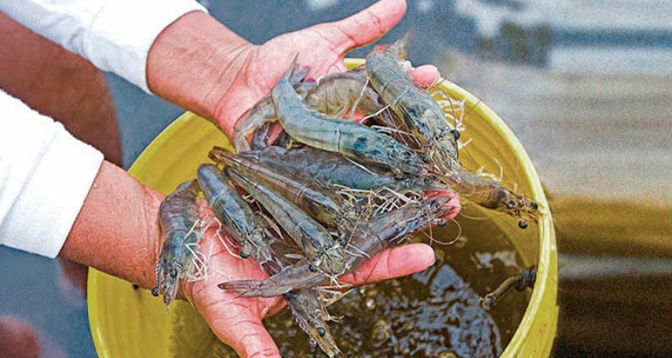 langostinos-tumbes-sanipes