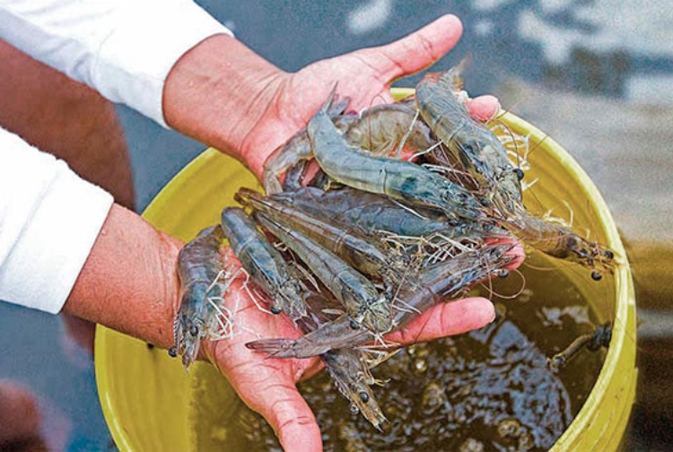 langostinos-tumbes-sanipes