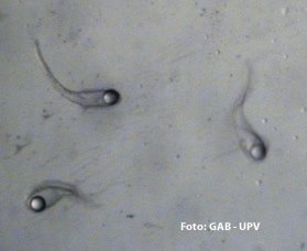larva-anguila-europea-gab-upv
