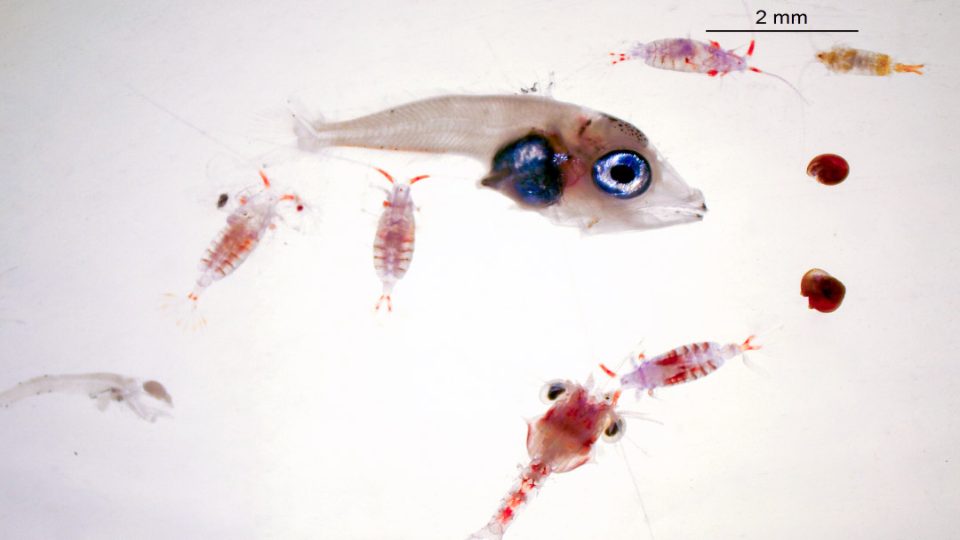 Larva atún rojo y alimento vivo