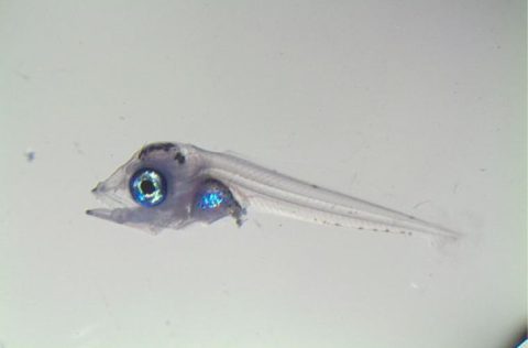 Larva de atún rojo del IEO