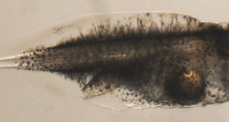 larva-corvina-dia-13
