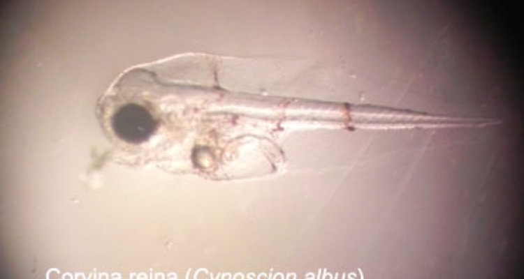 larva-corvina-reina-cynoscion-albus copia